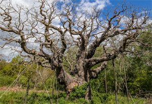 Major Oak RSPB